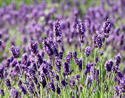 Lavendel